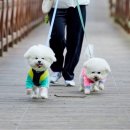 축하하개 이미지