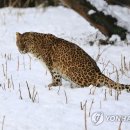 표범
