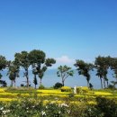 안면도자연휴양림 이미지