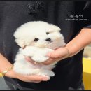 부산강아지분양 유독 네이버블로그