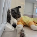 퍼피파파 이미지