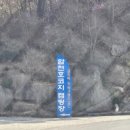 (주)와캠핑 | 합천 벚꽃캠핑 다녀왔어요🌸 지금 30% 개화, 다음주 만개각 (예약 필수)