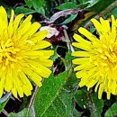 민들레화원 이미지