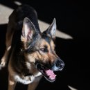 애견나라 이미지