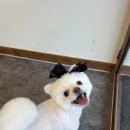 슈블리펫살롱 이미지