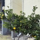 남조로사려니숲길 앞 | 늦가을 제주 여행_#2. 제주 한라산 브런치 카페 '스프레무따' / 제주 산책 코스 '사려니숲길'