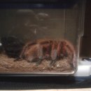 레드로즈 이미지