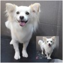 애견깍새 이미지