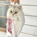 송림로82번길 | 태리로제떡볶이 투움바 대박치는맛 닭강정도 미쳤네