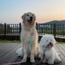 필애견훈련학교(특수목적견교육센터) | 다른 강아지랑 못 노는 우리집 반려견, 사회성이 부족한걸까?