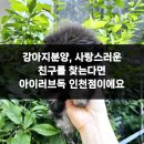 아이러브 독 이미지