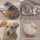 미어캣 | [방문] 혜화 미어캣파크 후기