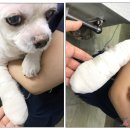 방학동물외과센터 이미지