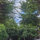 해고입구 ~ 대흥사우나 2 | 경의선숲길 화덕피자맛집 ‘오르노 마포본점’ 대흥역 분위기맛집은 무조건 여기 !