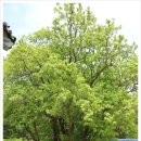 창원 인곡리 모과나무 이미지