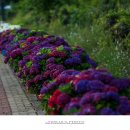 안성리-10 이미지