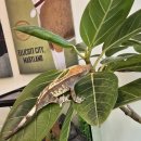 그루멍 프렌즈 이미지