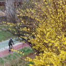 개나리온천 이미지