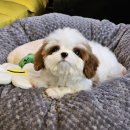 아현생활용품 | 오랫동안 고민하다 결정한 카바푸분양 정착하게 된 리얼 스토리