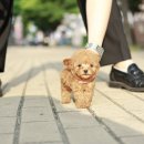 미니펫 강아지분양 고양이분양 강남점 이미지