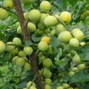 송진농장 이미지