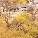 사미정민박 | 수백년 고택의 먹색 기와지붕 위로 산수유 꽃 만발한 봉화 두동마을