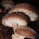 김포표고버섯농장 이미지