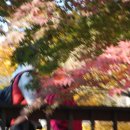 숲속에 아침 이미지