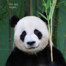 러바오 투표 - 7월 6일까지 이미지