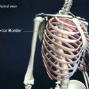 내늑간근 (internal intercostals) 이미지