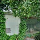 소나무집 이미지