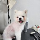 포항애견미용학원 이미지
