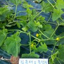 김종태농장 네이버블로그
