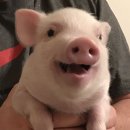 낭만돼지 이미지