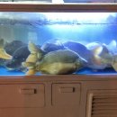 석전동226 이미지