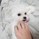베비댕 이미지