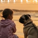 퍼피캣 강아지분양 인천루원시티점 이미지