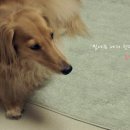 저스틴 멍멍 이미지