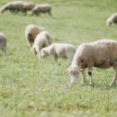 연식목장 이미지