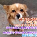 강아지를찾아요/믹스견암컷/강원도 속초시 이미지