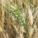 통곡물효능 - 호밀이란, 호밀 효능, 호밀 칼로리, 핀란드 호밀빵 이미지