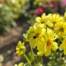 황금언덕 | [일본여행] 삿포로여행: 비에이투어로 다녀온 가을 사계채의 언덕 후기