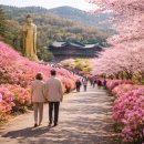 해남베스트펜션 | 2026 강진 남미륵사 서부해당화 개화시기, 주차·축제까지 현실 정리 (숙소비교추천)