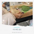 버드패럿 | 용인 실내 아이랑 가볼만한 곳 리프패럿 용인 솔직후기