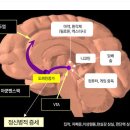 뇌와 대마초 이미지