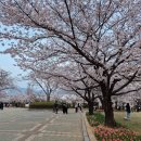 연지공원(타고가야) | 김해 연지공원 ,낙동강 벚꽃, 그리고 독일의 벚꽃