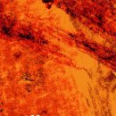 들국화2 이미지