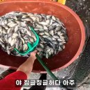 생태교란종 블루길 씨를 말린 상황 ㄷㄷㄷ(gif) 이미지