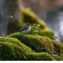 희귀 조류 '타이가 딱새'(taiga flycatcher) 이미지