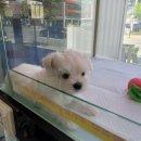 엔젤독스애견 이미지